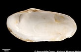 Image result for "lutraria Angustior". Size: 164 x 106. Source: naturalhistory.museumwales.ac.uk