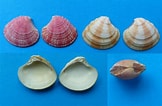 Afbeeldingsresultaten voor "clausinella Fasciata". Grootte: 162 x 106. Bron: www.fossilshells.nl