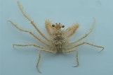 تصویر کا نتیجہ برائے "pleistacantha Cervicornis". سائز: 161 x 106۔ ماخذ: www.etsy.com
