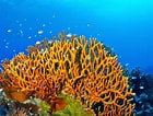 Image result for Fire Coral Species. Size: 140 x 106. Source: danielsigman.net