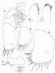 Image result for "bathyporeia Gracilis". Size: 80 x 106. Source: www.researchgate.net