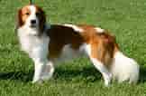 Image result for Kooikerhondje. Size: 162 x 106. Source: www.101dogbreeds.com