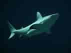 Image result for Black Pit Shark. Size: 142 x 106. Source: www.zoochat.com