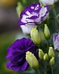 Image result for Lisianthus Flowers. Size: 84 x 106. Source: www.gardeningknowhow.com