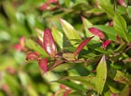 Image result for "leucothoe Spinicarpa". Size: 145 x 106. Source: www.thespruce.com