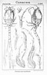 Image result for Diastylis cornuta. Size: 67 x 106. Source: creazilla.com