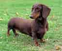Image result for dachshunder. Size: 128 x 106. Source: www.rasehund.no