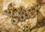 Image result for "chthamalus Stellatus". Size: 150 x 106. Source: www.aphotomarine.com