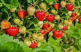 Image result for Strawberry Plants. Size: 163 x 106. Source: www.thespruce.com
