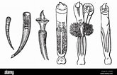 Image result for "dentalium Entalis". Size: 165 x 106. Source: www.alamy.com