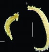 Afbeeldingsresultaten voor Amphogona apsteini Geslacht. Grootte: 101 x 106. Bron: www.researchgate.net