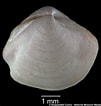 Image result for "thyasira Gouldi". Size: 101 x 106. Source: naturalhistory.museumwales.ac.uk