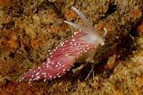 Image result for Carronella pellucida. Size: 160 x 106. Source: www.nudibranchia.dk