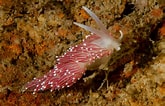 Image result for Carronella pellucida Geslacht. Size: 165 x 106. Source: www.nudibranchia.dk