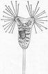 Afbeeldingsresultaten voor "acineta Tuberosa". Grootte: 70 x 106. Bron: www.scientificlib.com