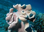 Image result for Zachte koralen Grootte. Size: 144 x 106. Source: nl.dreamstime.com