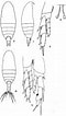 Image result for Nannocalanus minor Familie. Size: 60 x 106. Source: copepodes.obs-banyuls.fr