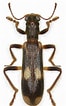 Afbeeldingsresultaten voor Austrolaenilla mollis Rijk. Grootte: 66 x 106. Bron: bugguide.net
