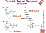 Image result for Structure of Glycoprotein. Size: 150 x 106. Source: www.slideserve.com