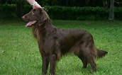 Image result for Flat Coated Retriever Brun. Size: 172 x 106. Source: www.pinterest.com
