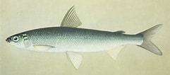 Image result for "coregonus Sardinella". Size: 241 x 106. Source: www.kalapeedia.ee