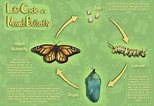 Risultato immagine per Butterfly Life Cycle. Dimensioni: 154 x 106. Fonte: stephweinger.com