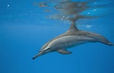 Image result for "stenella Longirostris". Size: 165 x 106. Source: www.dolphins-world.com