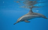Image result for "stenella Longirostris". Size: 168 x 106. Source: www.dolphins-world.com