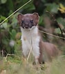 Image result for Stoat animal. Size: 94 x 106. Source: www.pinterest.com