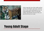Image result for tiger lebenszyklus. Size: 149 x 106. Source: www.slideserve.com
