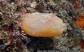 Image result for "ascidia Obliqua". Size: 170 x 106. Source: www.european-marine-life.org