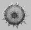 Image result for "hexalaspis Heliodiscus". Size: 110 x 106. Source: www.droplet-microscopy.org