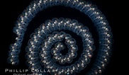 Afbeeldingsresultaten voor Pelagic tunicate Doliolette. Grootte: 182 x 106. Bron: www.oceanlight.com