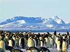 Image result for Arctapodema Antarctica familie. Size: 143 x 106. Source: www.vamonos.nl
