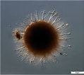 Afbeeldingsresultaten voor "cladococcus Megaceros". Grootte: 119 x 106. Bron: gallery.obs-vlfr.fr