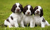 Image result for Engelsk Springer Spaniel. Size: 177 x 106. Source: www.petzlover.com