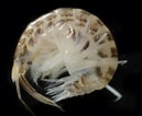 Afbeeldingsresultaten voor "protomedeia Fasciata". Grootte: 129 x 106. Bron: www.inaturalist.org