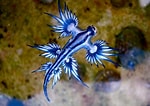 Image result for "Glaucus Atlanticus". Size: 150 x 106. Source: www.businessinsider.com