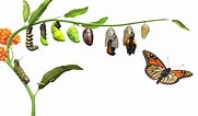 Risultato immagine per Butterfly Life Cycle. Dimensioni: 181 x 106. Fonte: www.lhgarden.org