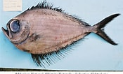 Image result for "pterycombus Brama". Size: 175 x 106. Source: fishbiosystem.ru