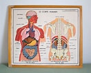 Image result for Puitaal Anatomie. Size: 132 x 106. Source: www.pinterest.fr