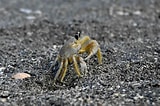 Image result for White Ghost Crab. Size: 160 x 106. Source: www.wildsouthflorida.com