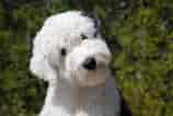 Image result for Old English Sheepdog. Size: 158 x 106. Source: www.spirit-animals.com