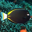 Image result for Doktersvis Acanthurus. Size: 108 x 106. Source: coralandfishstore.nl