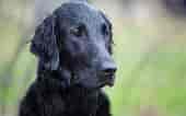 Image result for Flat Coated Retriever. Size: 170 x 106. Source: woofbarkgrowl.co.uk