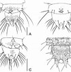 Image result for "tesserogastria Musculosa". Size: 104 x 106. Source: www.researchgate.net