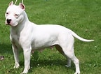 Image result for Pitbull American Terrier. Size: 144 x 106. Source: animalsbreeds.com