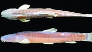 Image result for "macrostomias Longibarbatus". Size: 189 x 106. Source: www.researchgate.net