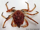 Image result for "hyas Coarctatus". Size: 141 x 106. Source: www.arcodiv.org