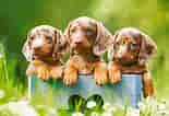 Image result for dachshunder. Size: 155 x 106. Source: www.boardgamer.no